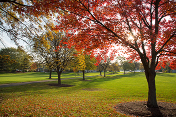 Fall trees and leaves