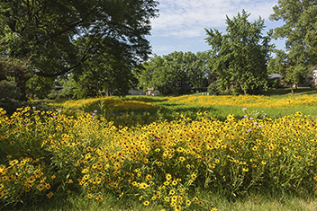 Yellow flowers and greenery at park